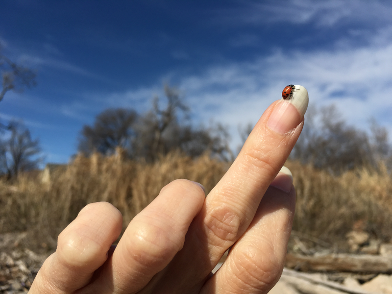 Lady bug, flying high. You can borrow this if you need it for something.